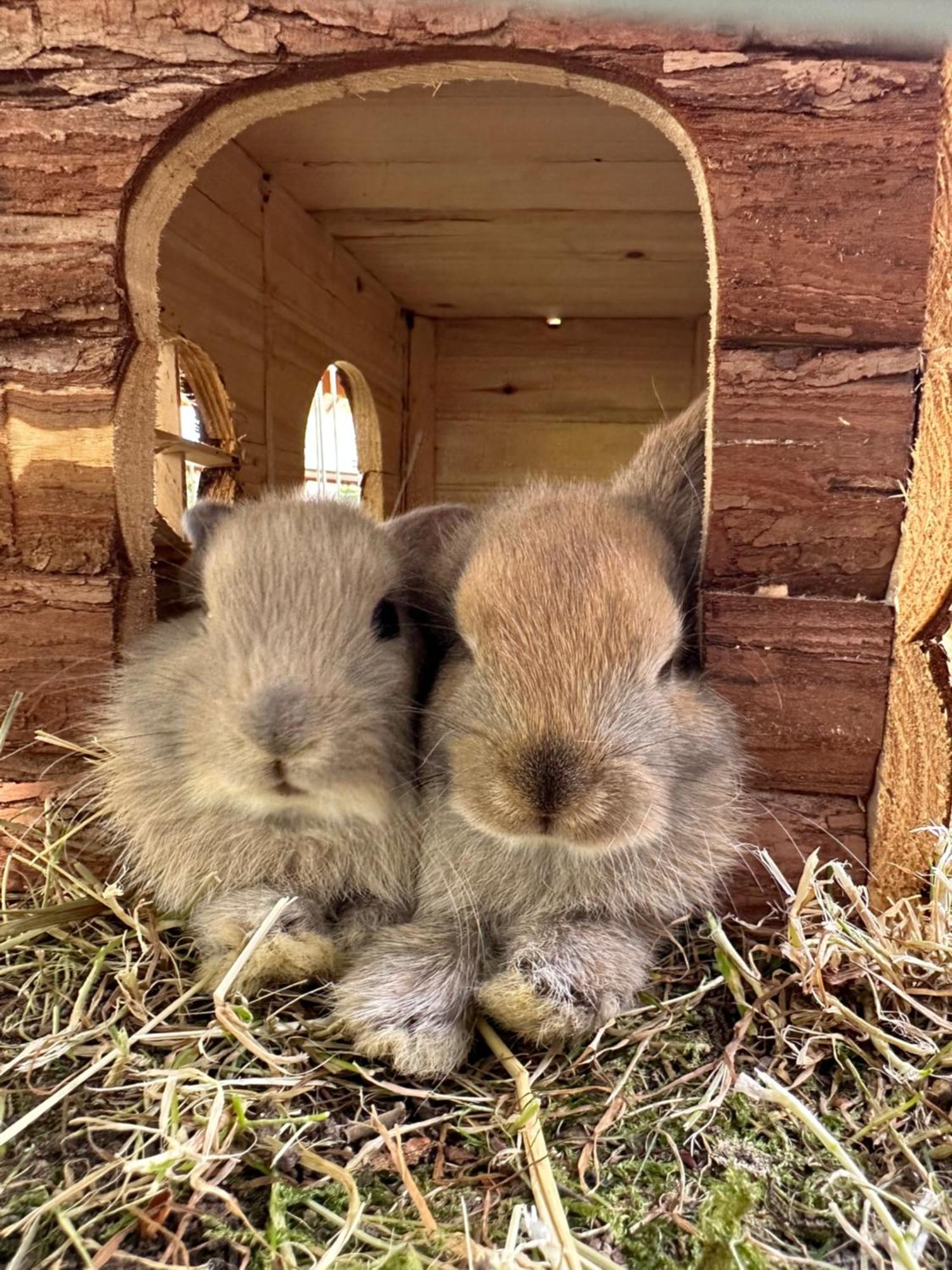 Hotel Zum Bayrischen Wirt Maierhöfen Esterno foto